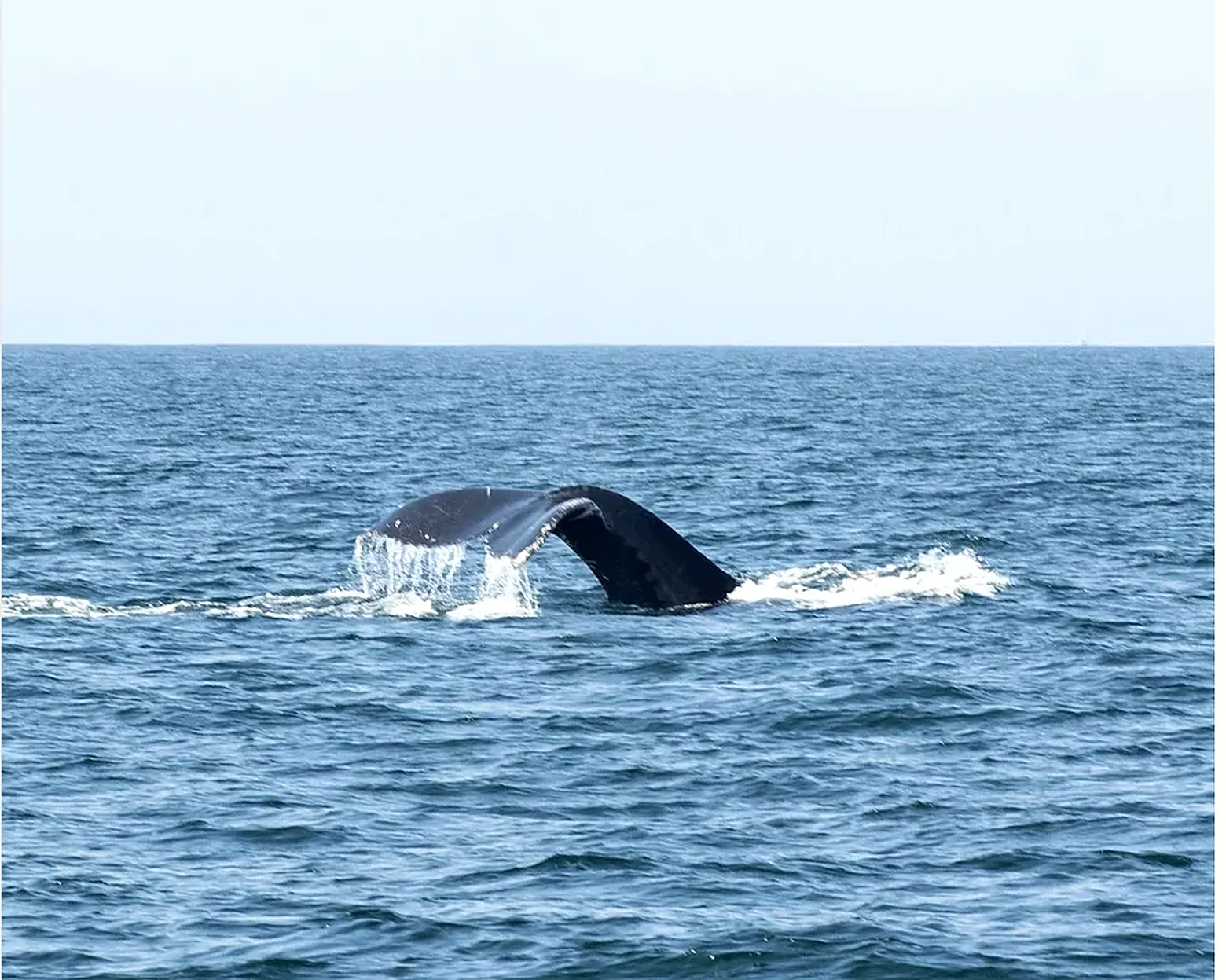 The tail of a humpback whale surfacing in Banderas Bay