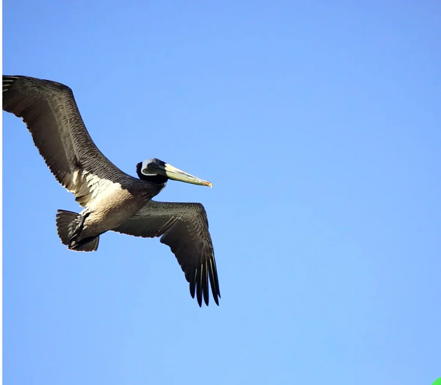 A pelican gliding just above the water over Banderas Bay